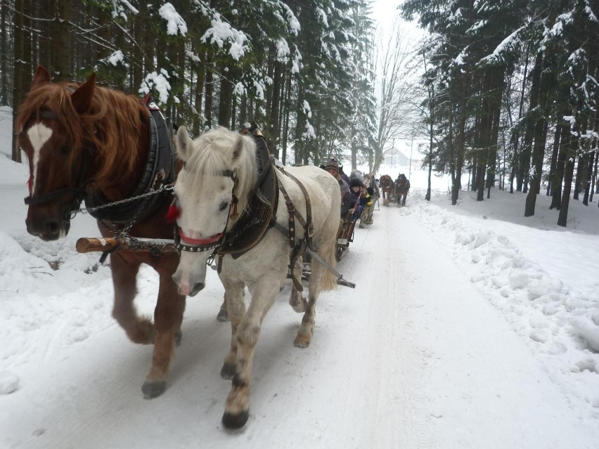 Ferie 2013: Zabawa na kuligu w Istebnej ZDJĘCIA