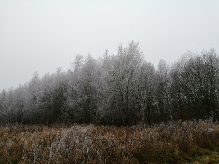 Lasy koło Zduńskiej Woli w zimowej szadzi