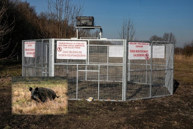 Odłownie dzików to urządzenia-klatki wyposażone w czujnik ruchu, który zamyka wyjście. Zwierzyna jest później wywożona poza teren miasta