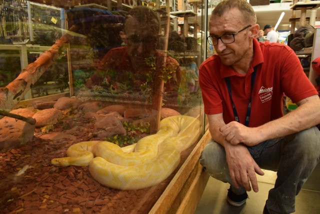 Nasz, gorlicki pyton tygrysi żyje grzecznie w wielkim terrarium. Ma się dobrze. Głównie leniuchuje