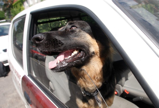 Psu w nagrzanym samochodzie może nawet grozić śmierć.