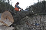 Aż 500 drzew zostanie wyciętych w parku przy SOSiRze w Słubicach. Powód? Kornik drukarz