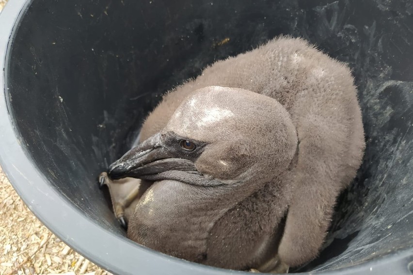 Poznańskie ZOO ma nowych, małych mieszkańców!