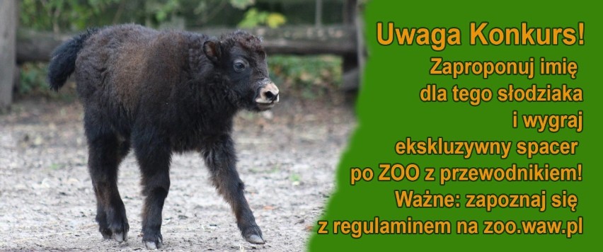 Mały jak przyszedł na świat w warszawskim zoo. Możesz wybrać...