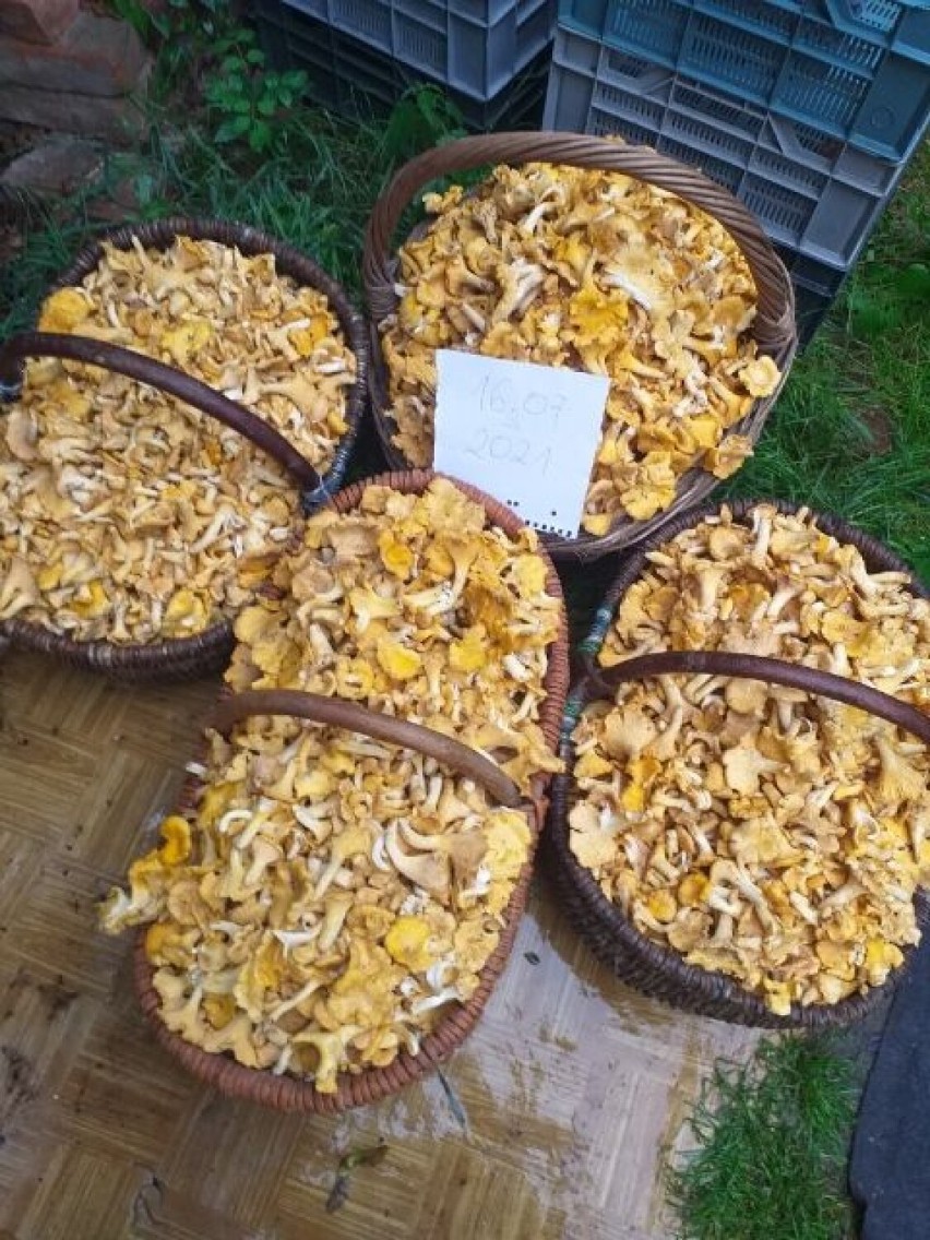 Pierwsze letnie grzyby. W lasach koło Szczecinka sypnęło kurkami. Jagody też są [zdjęcia]