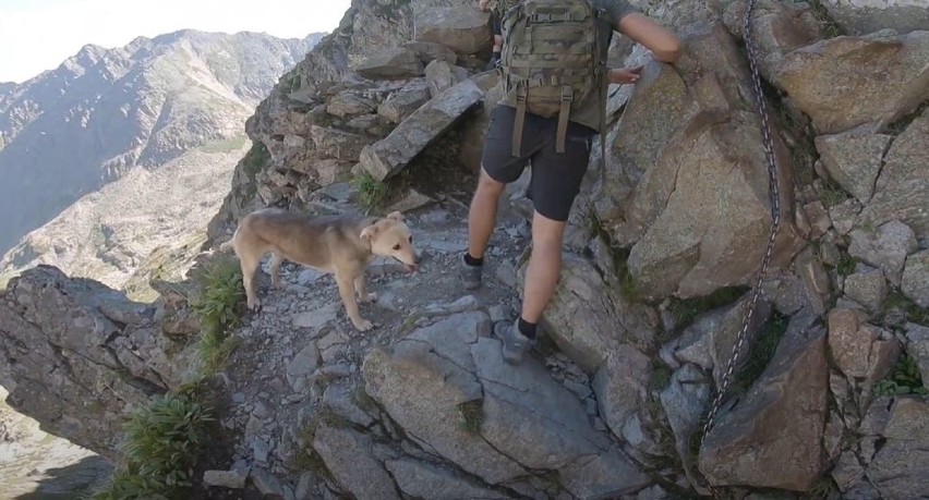 Tatry. Pod Zawratem utknął... pies. Czy trzeba będzie znosić go na dół? [13.08.]