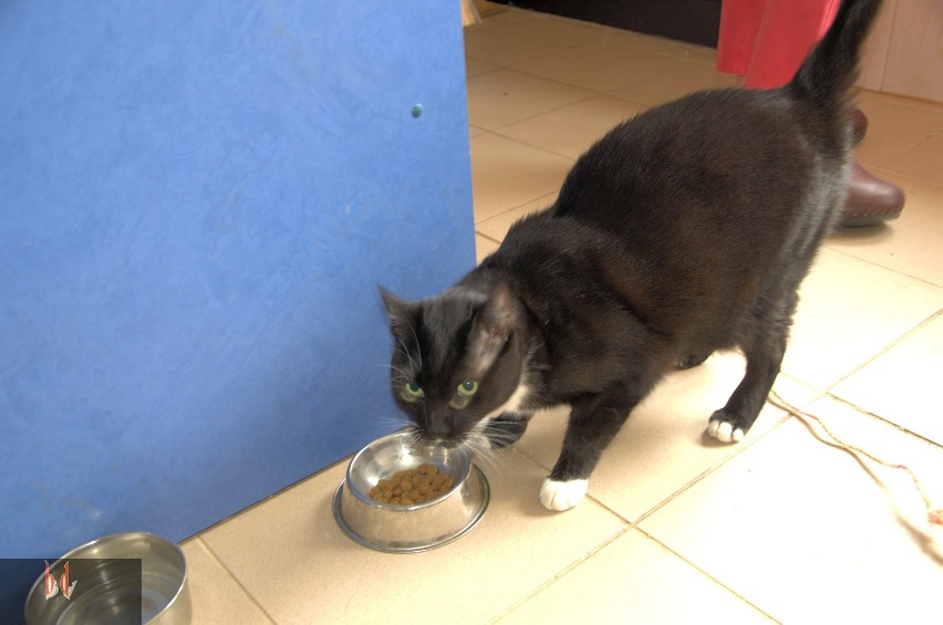Witek - kot przylepa ze schroniska dla zwierząt w Opolu [ZDJĘCIA]