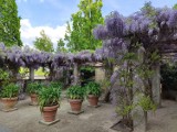 To najlepszy moment na odwiedzenie Baszty Wołowej. Wisteria chińska w pełni rozkwitła. Mieszkańcy pogranicza lubią tu przychodzić