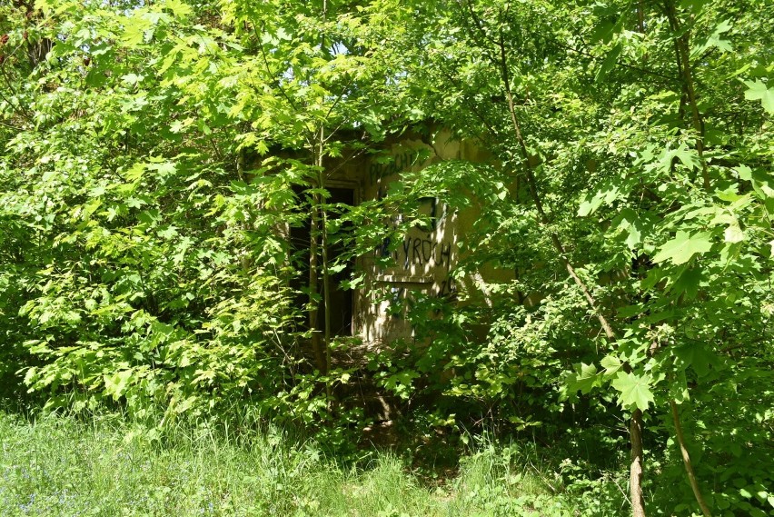 Ruiny skryte w lesie.