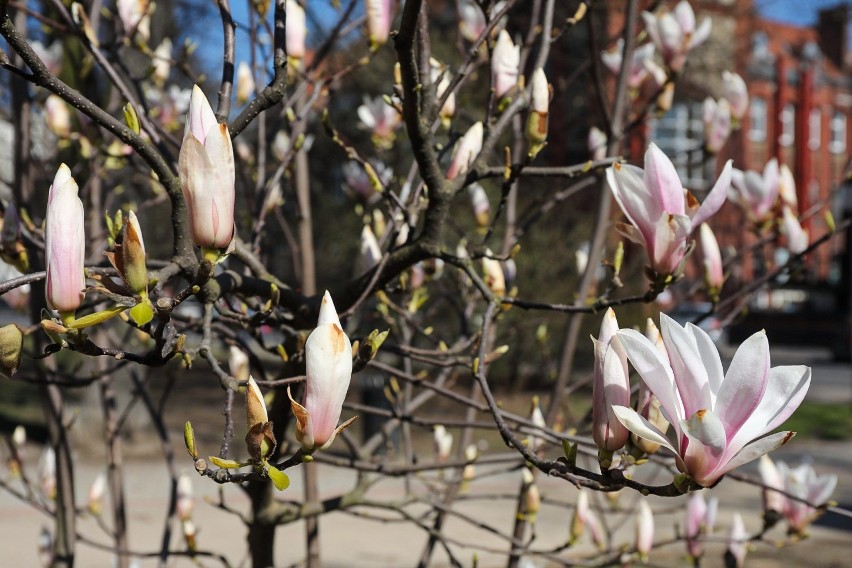 W Szczecinie kwitną pierwsze drzewka magnolii