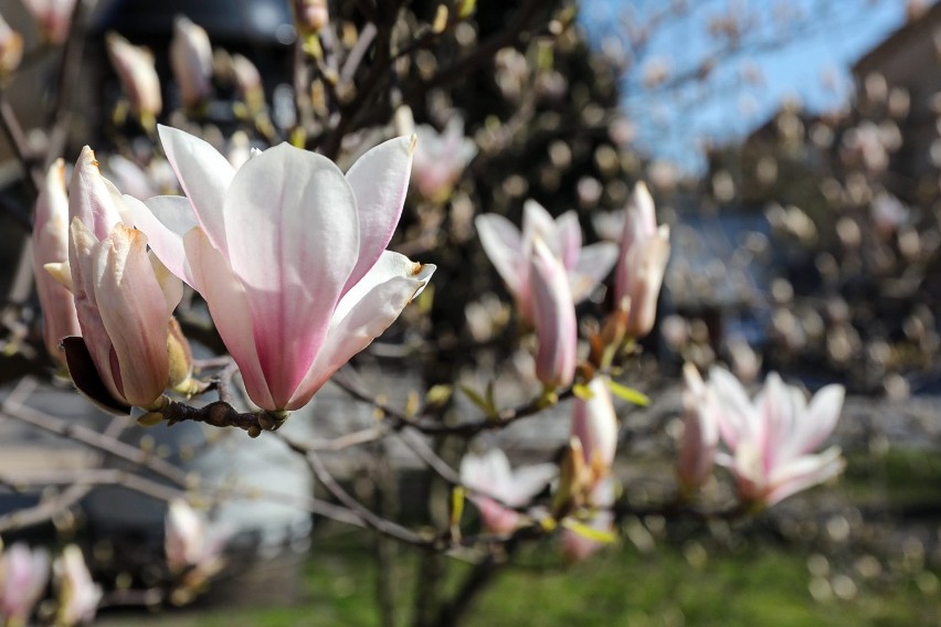 W Szczecinie kwitną pierwsze drzewka magnolii