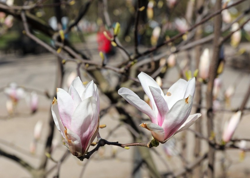 W Szczecinie kwitną pierwsze drzewka magnolii