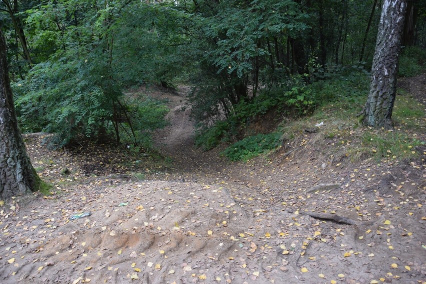 Co się dzieje w Lesie Paprockim? Nadleśnictwo: prowadzimy...