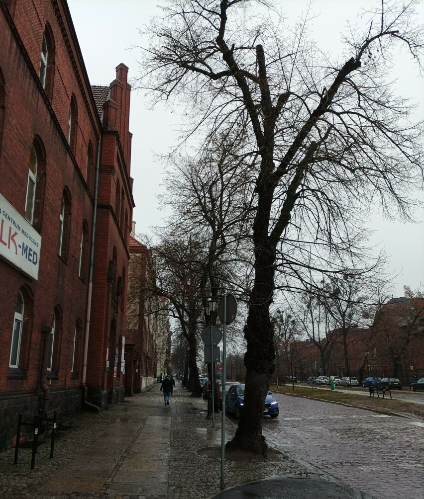 Wewnątrz dwujezdniowej ulicy Piastowskiej stare lipy...