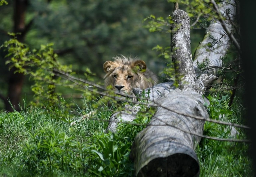 Oliwski ogród zoologiczny pożegnał jednego ze swoich lwów...