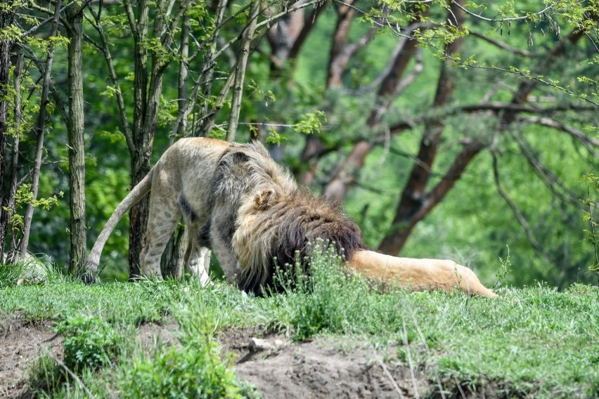 Oliwski ogród zoologiczny pożegnał jednego ze swoich lwów...