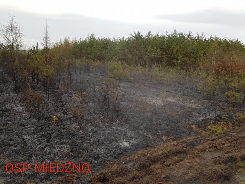  Pożaru lasu w Nowym Folwarku. Samolot gasił ogień [ZDJĘCIA]