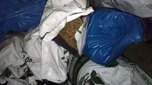 Plantacja marihuany pod Jelenią Górą. Policjanci znaleźli tu 49 kilo konopi indyjskich, wartych blisko milion złotych.