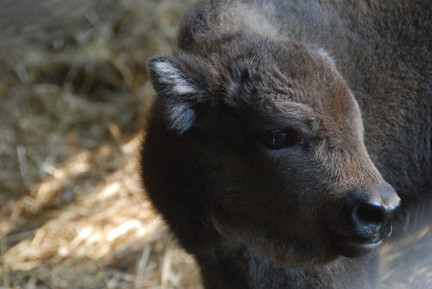 W bydgoskim Ogrodzie Zoologicznym, po pięcioletniej...