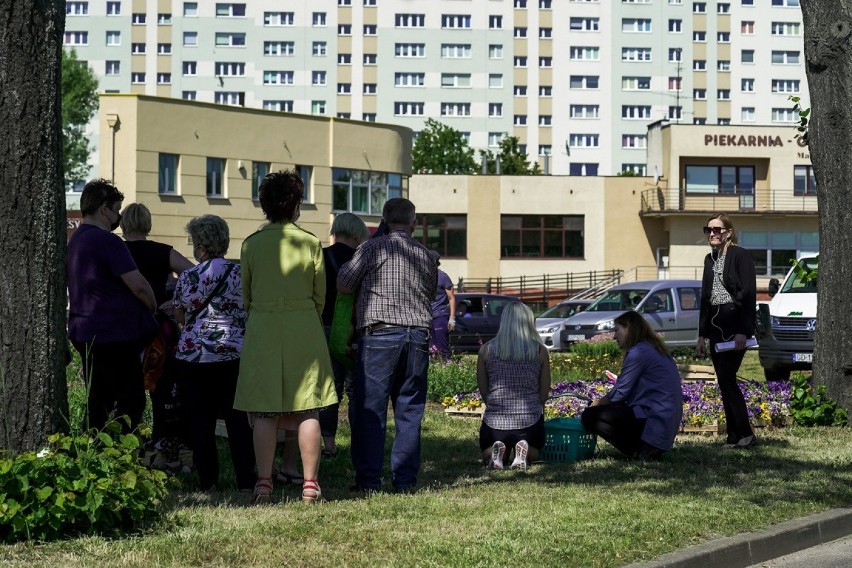 GZDiZ rozdawał w Gdańsku kwiaty w ramach akcji „Zbrataj się z bratkiem, przygarnij stokrotkę"