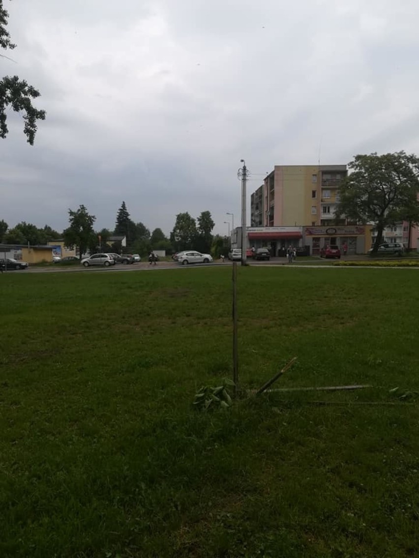 Zniszczone drzewka na skwerze u zbiegu ul. Granicznej i Jana Pawła II w Tomaszowie Maz. [ZDJĘCIA]