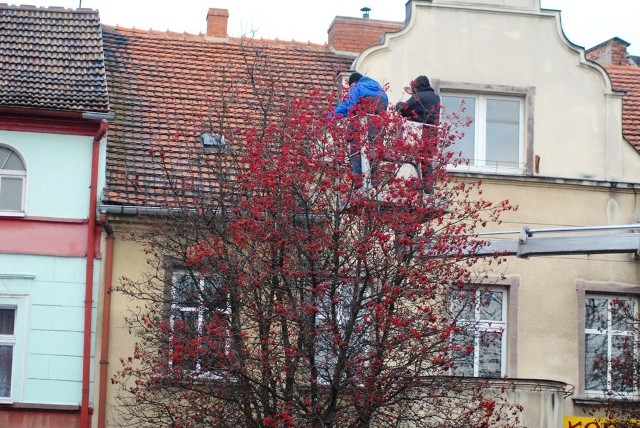 Rynek w Jarocinie: Wieszali lampki na drzewach