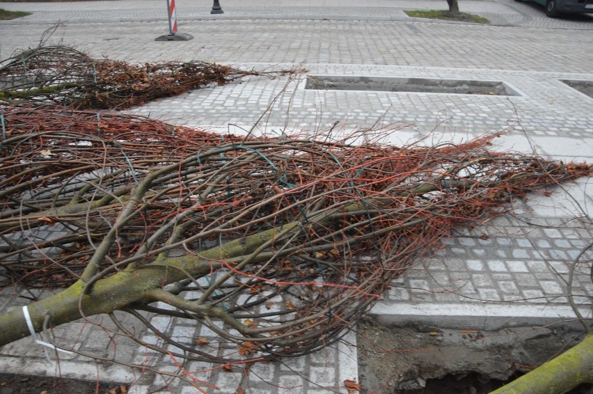 Nowe drzewa staną na kolejnym odcinku alei Wolności