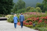 Święto Róż w Ogrodzie Botanicznym w Kielcach. Te oszałamiające kwiaty można tu podziwiać już po raz czwarty