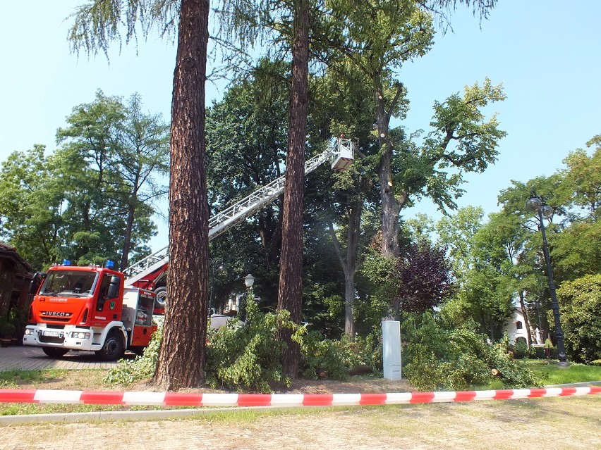 Straż pożarna w Jastrzębiu: wycięli dawny pomnik przyrody