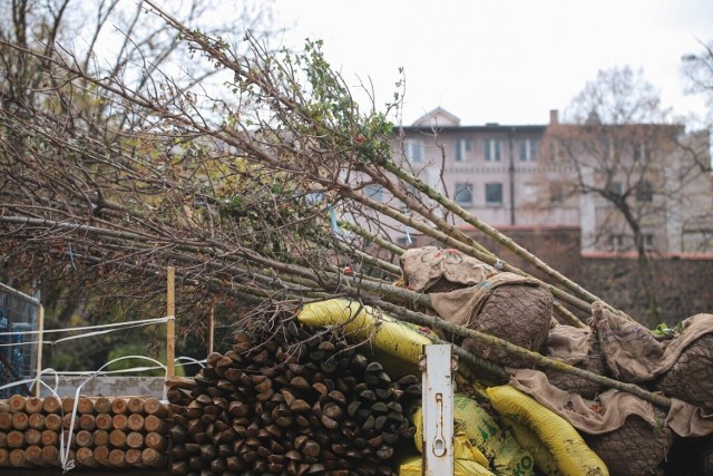 W zeszłym roku w Gorzowie posadzono przeszło pół tysiąca drzew. Ponad 300 w ramach nasadzeń zastępczych, a ponad 200 z inspiracji mieszkańców.