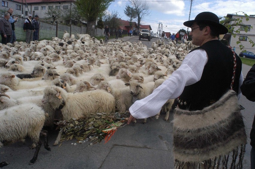 W Koniakowie górale wyprowadzili owce na hale! [ZDJĘCIA]