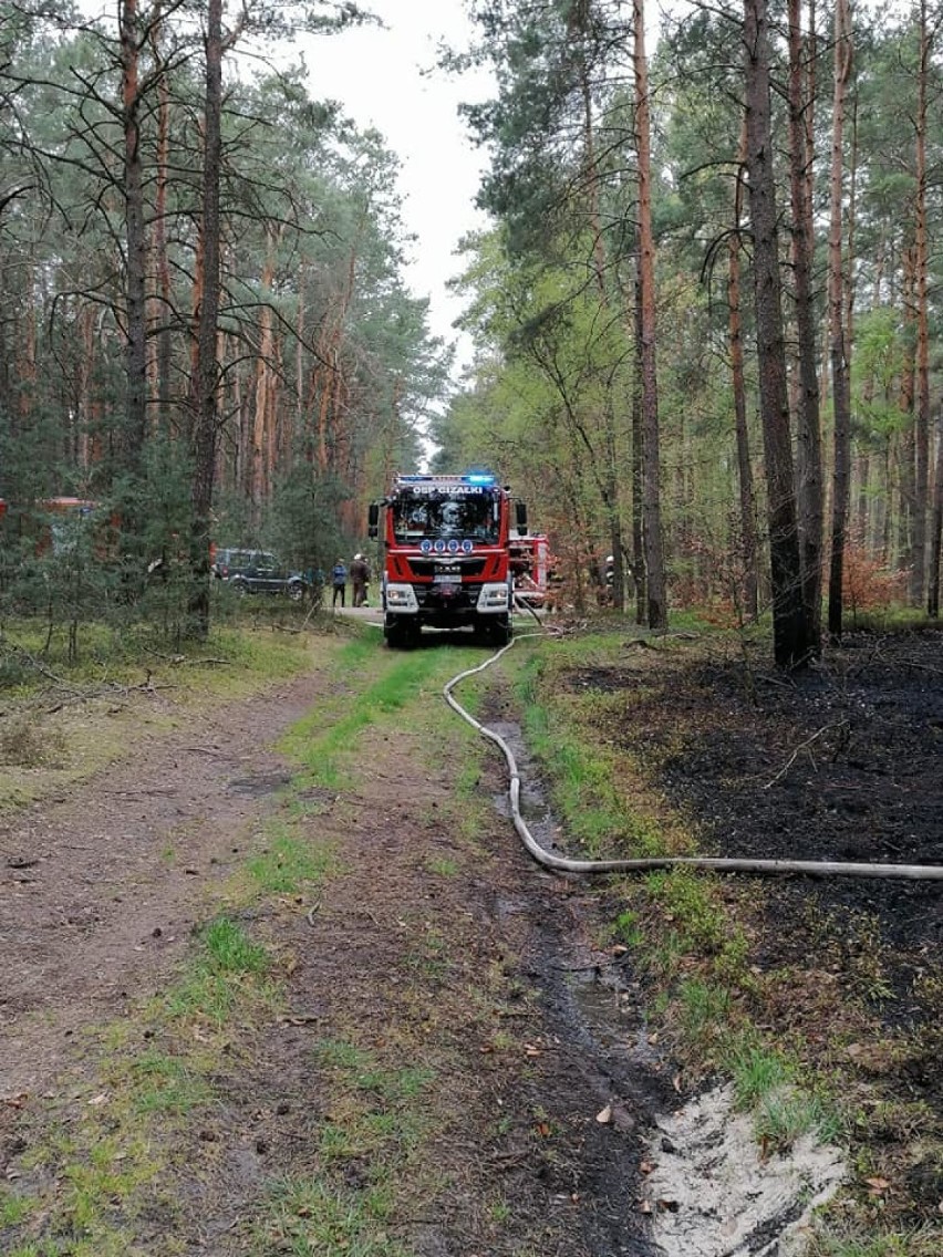 Kolejny pożar lasu w powiecie pleszewskim     