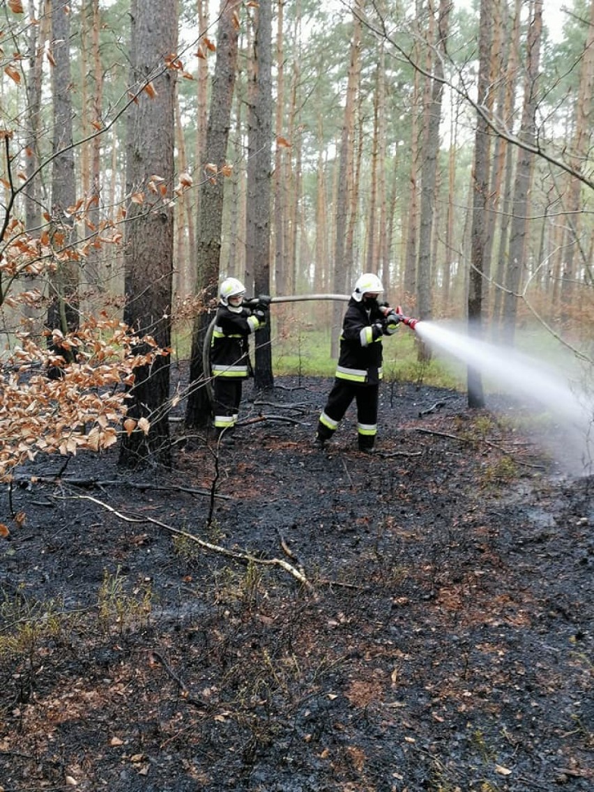 Kolejny pożar lasu w powiecie pleszewskim     