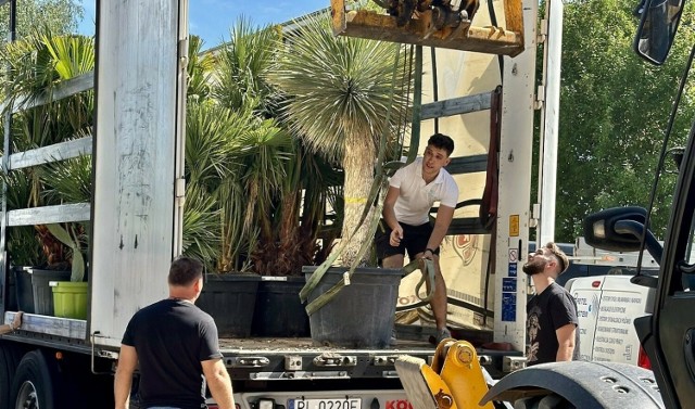Palmy i inne egzotyczne rośliny zostały przywiezione z Hiszpanii do klubu w Sławie w poniedziałek, 20 maja