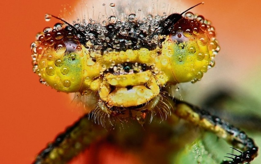 Oko w oko z owadem. Zobacz niezwykłe zdjęcia fizjoterapeuty ze Świdnicy