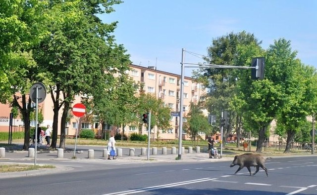 Dziki spacerowały ulicą Grochowską