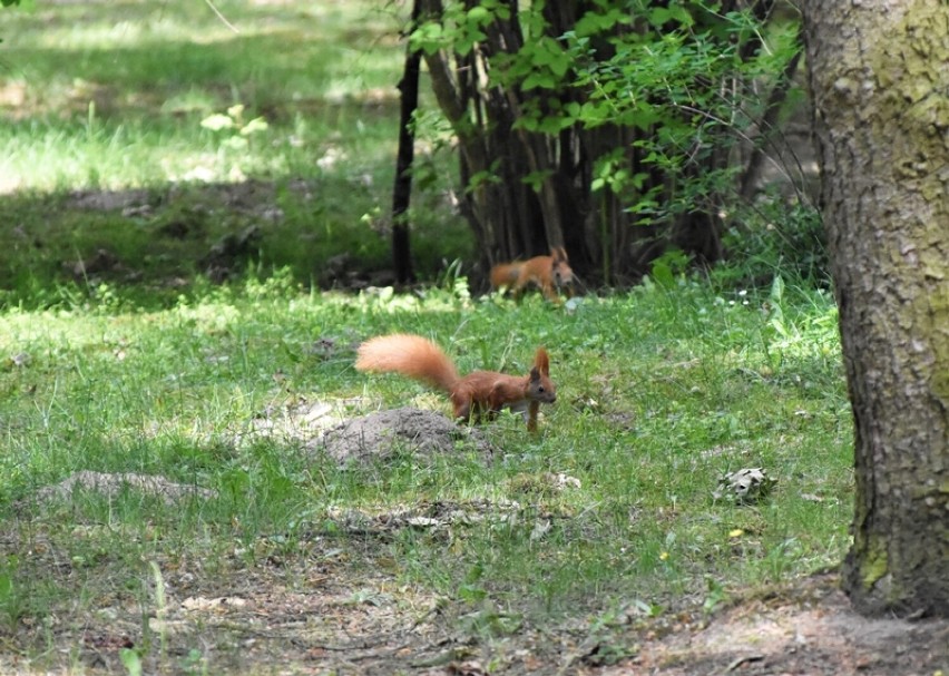 Wiewiórki w śremskim parku miejskim przy ul. Poznańskiej....