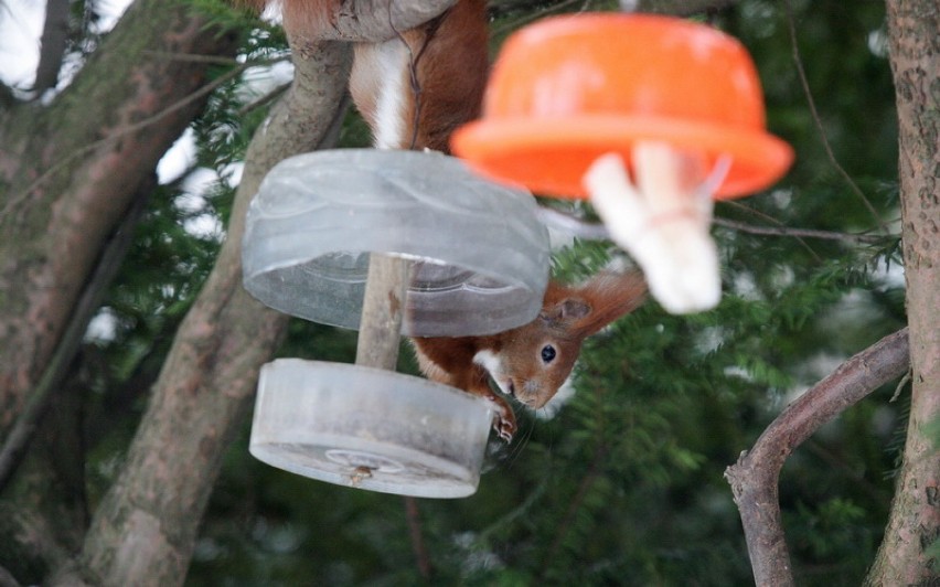 Wiewiórki w legnickim parku