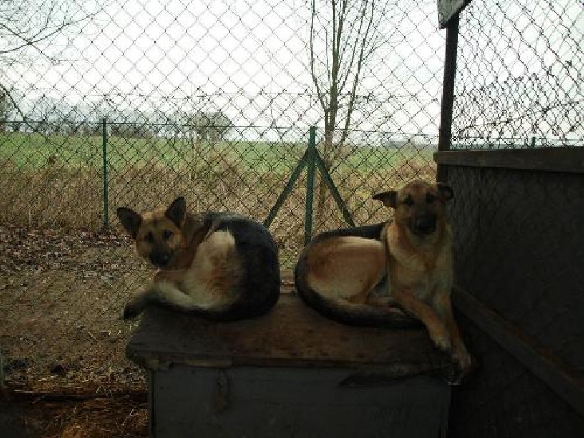 Rakoniewice. Kto zaadoptuje pieski? FOTO