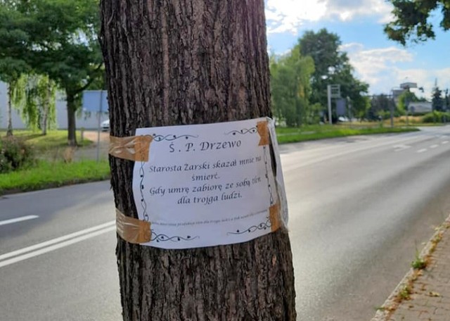 Na drzewach przy ulicy Artylerzystów w Żarach pojawiły się nekrologi. Informują o śmierci rosnących tam drzew.