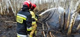 Strażacy z powiatu wejherowskiego walczyli z ogniem w Biebrzańskim Parku Narodowym |ZDJĘCIA