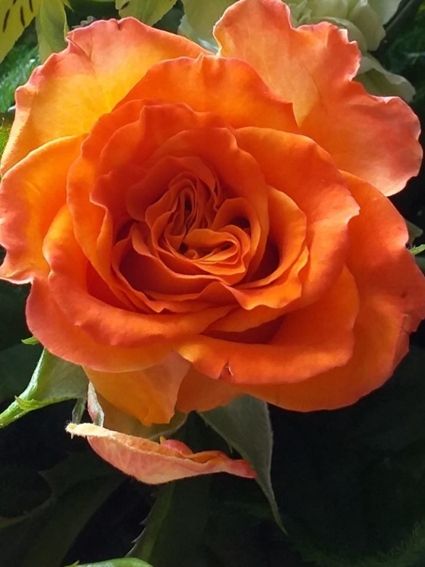 Róża dumna i pyszna. Fotogaleria róż nadesłanych przez czytelników NaM