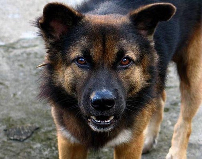 Wprowadzono obowiązek chipowania psów w Radomiu