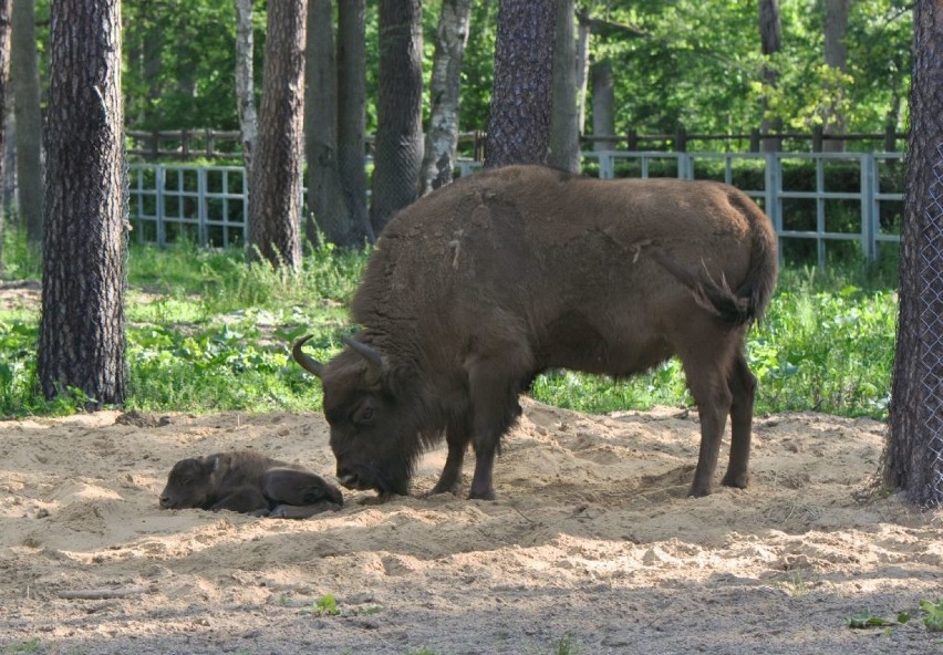 W zagrodzie w Gołuchowie urodził się kolejny żubr