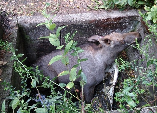 Łoś uwięziony w betonowej studzience w Warszawie