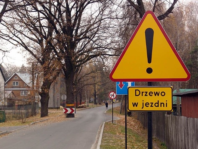 To drzewo pod Zwierzyńcem ocalono przed ścięciem.