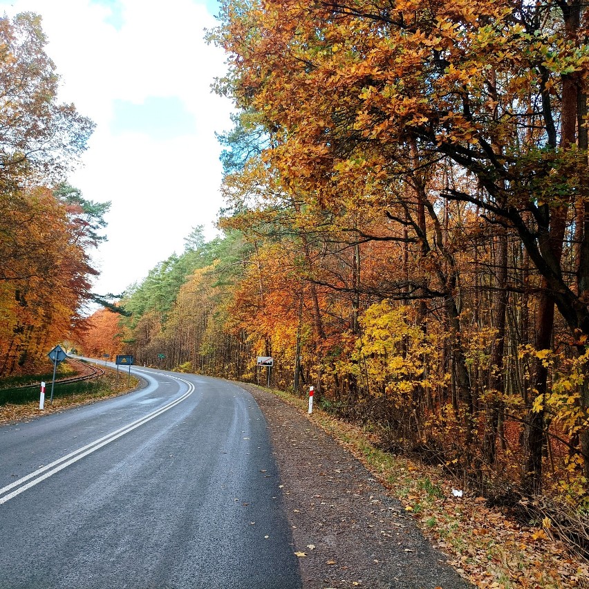 Piękna jesień w lasach Mierzei Wiślanej.Kolorowe dywany liści i jesienna magia 