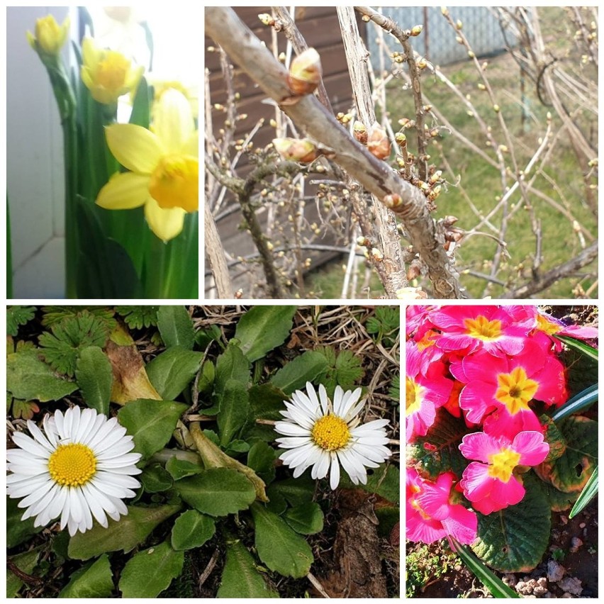 Wiosna w Żorach na zdjęciach internautów
