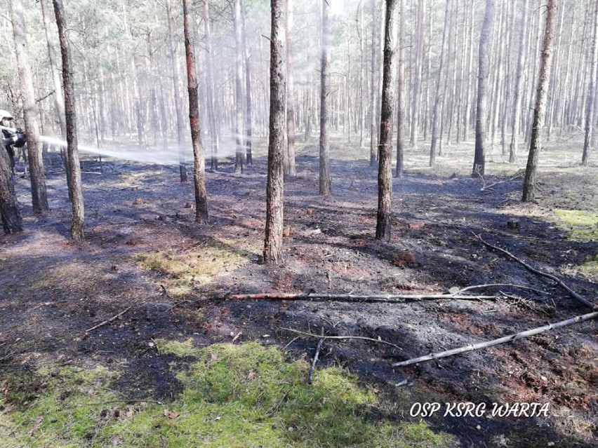 Kolejny pożar. Tym razem palił się las w gminie Warta