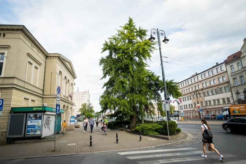 Ponadstuletni miłorząb z Bydgoszczy ma szansę na tytuł Drzewa Roku